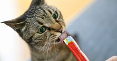 「ちゅ～るちゅ～るはもう歌えない！」愛猫家が吐露、いなば食品への落胆と憤りはかくも深い