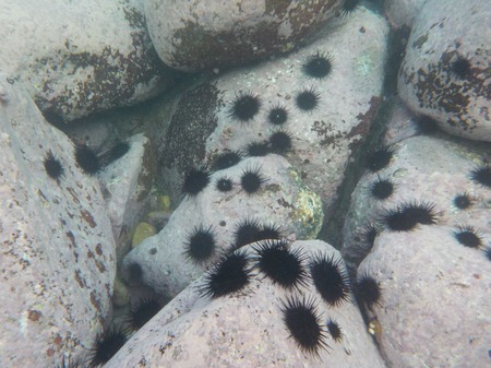 地球温暖化をワカメが救う？「海の砂漠化」を防ぎ雇用も生む福岡県の取り組みとは？