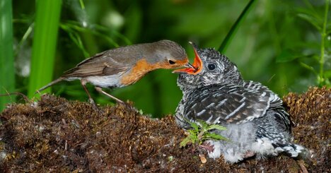 【カッコウは自分で子育てをせず、他の鳥に子育てさせる】ダーウィンが教える、カッコウに「托卵」という“奇妙な本能”が生まれた理由