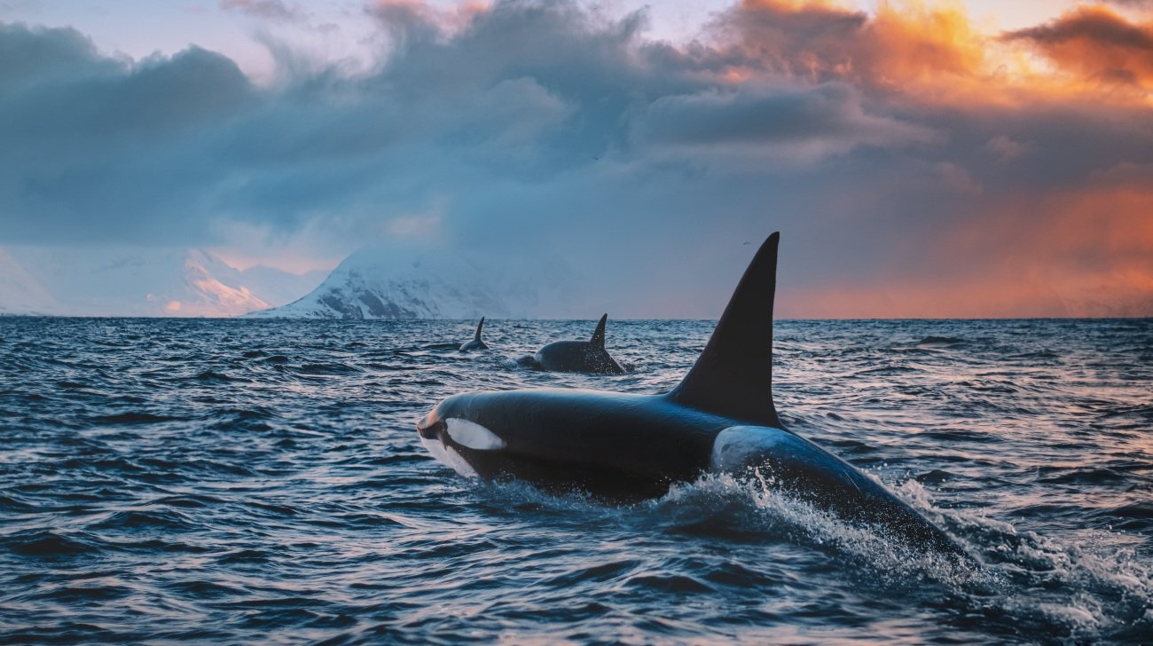 【冥界からの魔物】シャチがマッコウクジラに襲いかかった…その恐ろしすぎる結末【書籍オンライン編集部セレクション】