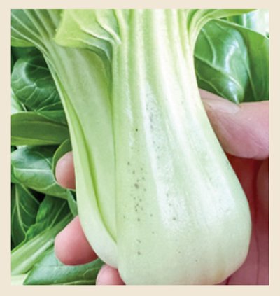 イライラする日はコレ食べて!葉物野菜とカリフラワーのストレス撃退レシピ
