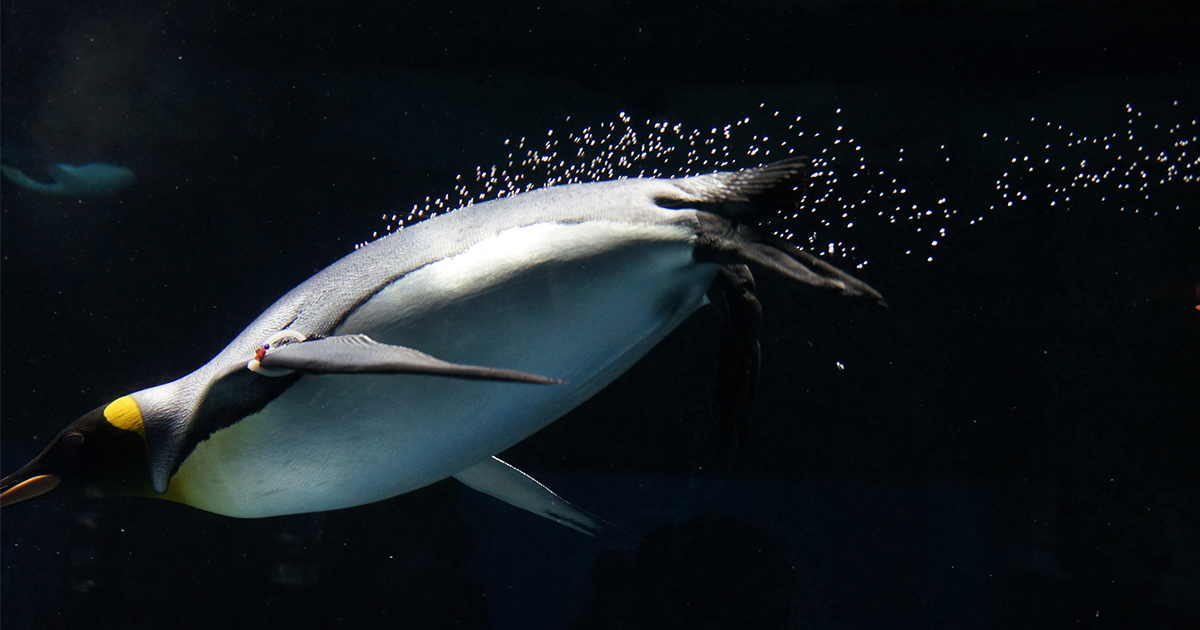 科学とは、失敗の積極的活用である～STAPもノーベル賞もペンギンも