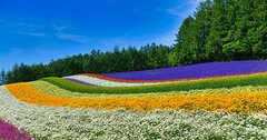 北海道旅行のシーズン到来！壮大なスケールの「花絶景」を楽しむガイド