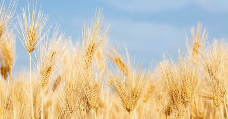 日本の食料危機を防ぐ「最良の選択」とは？“農作物の自由貿易”がありえないワケ