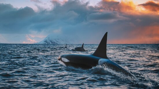 【冥界からの魔物】シャチがマッコウクジラに襲いかかった…その恐ろしすぎる結末【書籍オンライン編集部セレクション】