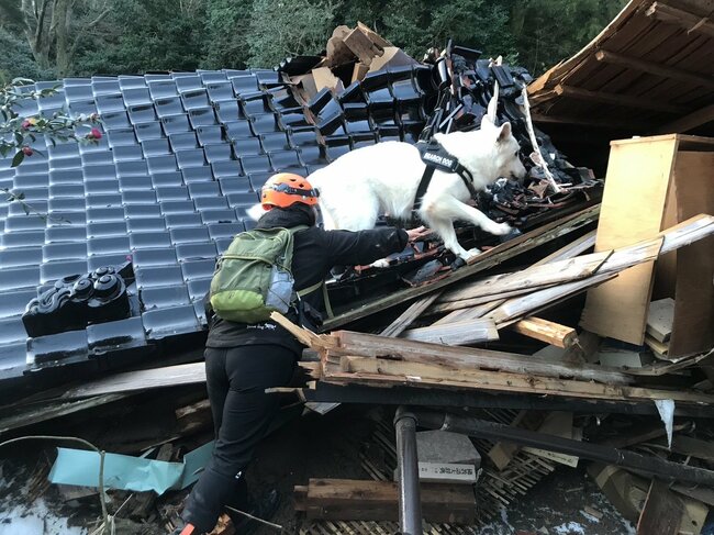 能登半島地震にも出動した「災害救助犬」は、日頃どんな訓練をしているのか？