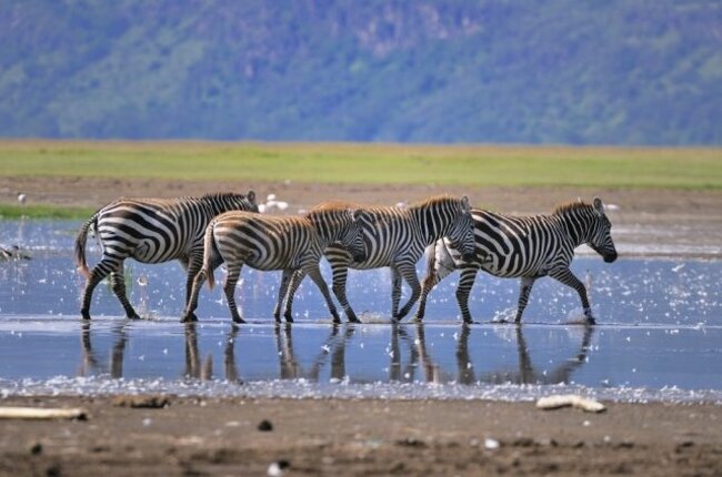「大地溝帯にあるケニアの湖沼群」に水を求めて集まる生き物