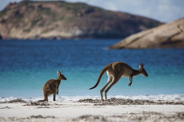 西オーストラリア州のユニークな動物たち17種 コアラからエリマキトカゲまで 地球の歩き方ニュース レポート ダイヤモンド オンライン