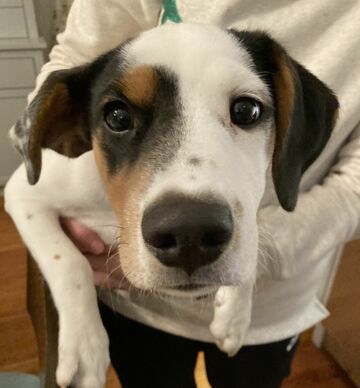 愛犬バディ、DNA検査で分かった意外な血統