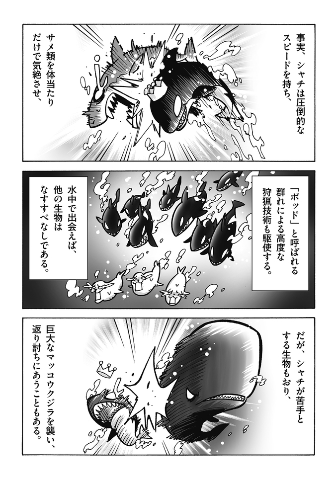 狩猟技術を教え合い 新技 も開発 シャチがどんどん賢くなっていく理由 サバイブ ダイヤモンド オンライン