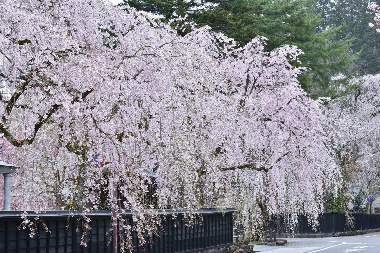 写真：秋田県仙北市,角館,桜