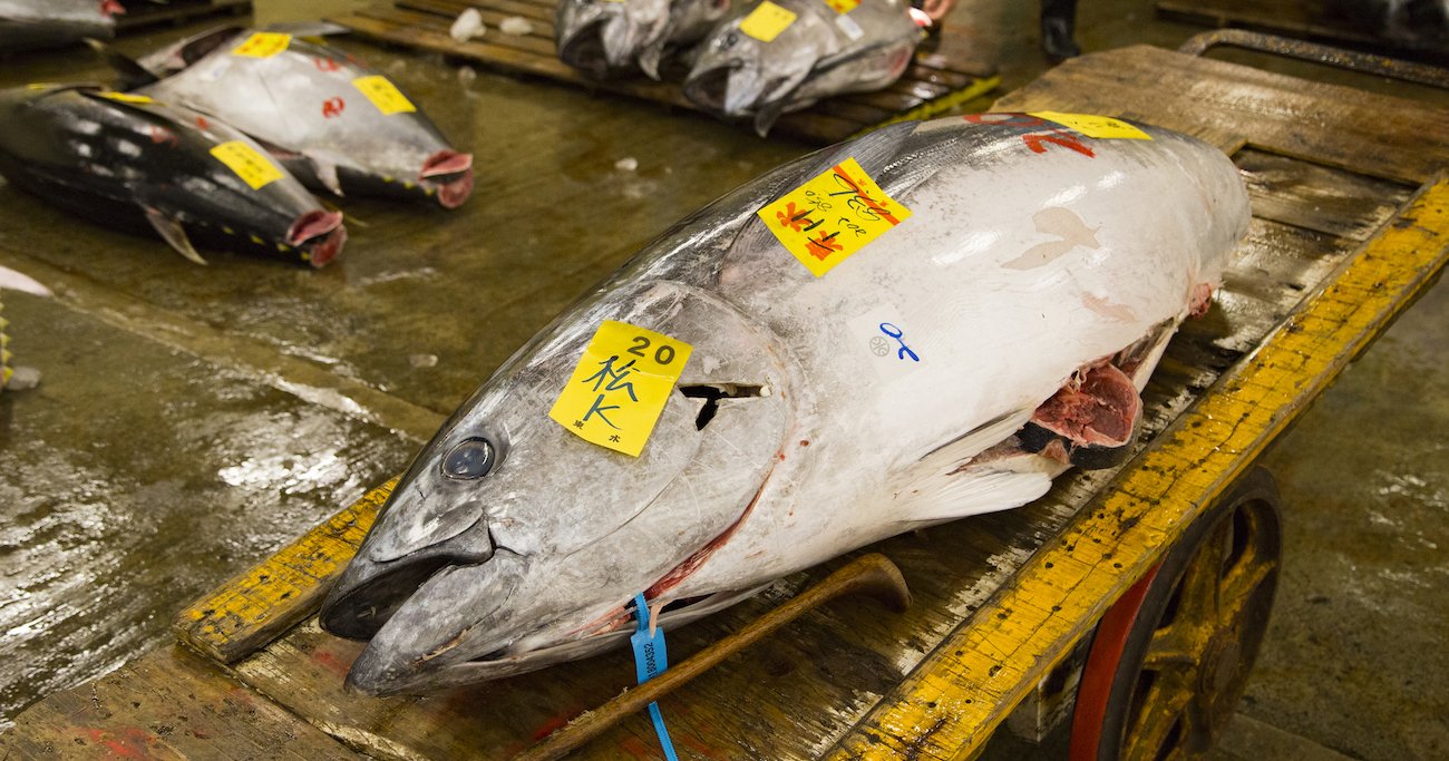 大間まぐろなら1kg5000円で取引も！クロマグロ漁獲枠を漁師が転売する裏事情