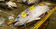 大間まぐろなら1kg5000円で取引も！クロマグロ漁獲枠を漁師が転売する裏事情