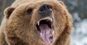 ヒグマの心臓を短刀でブスリ!「伝説の猟師」の戦闘力がハンパなかった