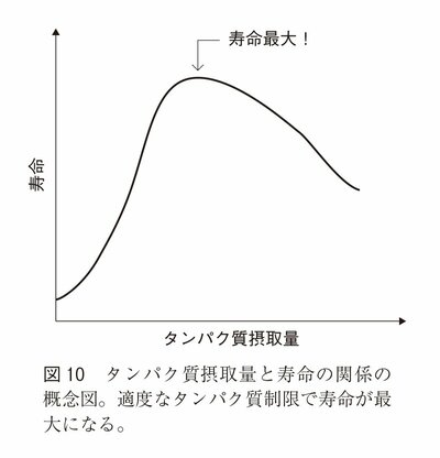 図10：タンパク質接種量と寿命の関係の概念図