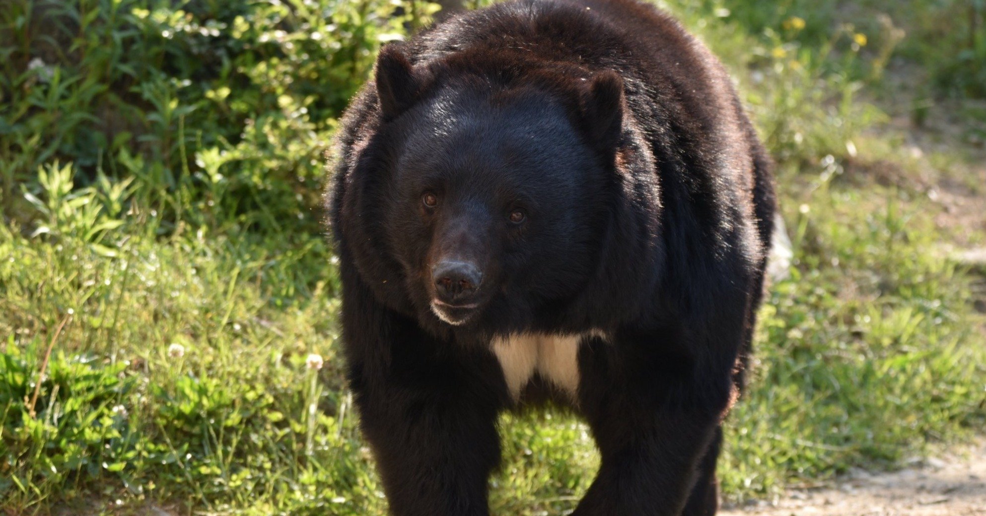 目をそらした瞬間にクマは襲い掛かってくる