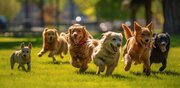 「愛犬」の老化を遅らせる方法があった！中年ビーグル犬43頭が証明