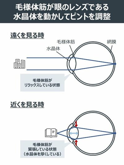 図表：毛様体筋が眼のレンズである水晶体を動かしてピントを調整