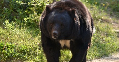 クマが必ず出現する「絶対に近づいてはいけない」場所とは？【猟師歴40年のベテラン直伝】