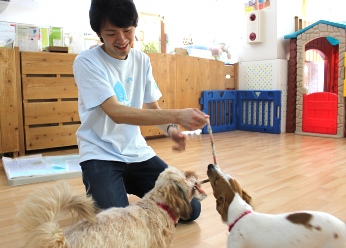 ペットの飼育を助ける保険登場、安価な一時預かり機能も