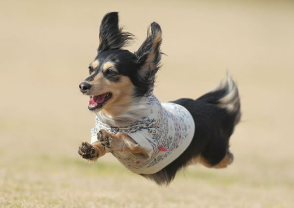 じわじわ広がる「飛行犬」ブームの仕掛け人に迫る!