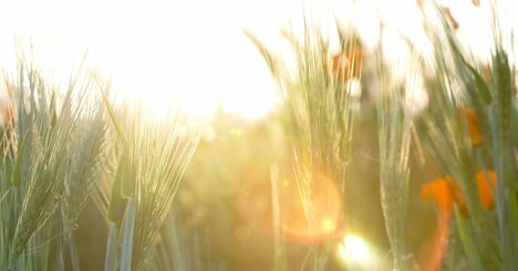 「人類は何十万年も“狩猟採集”で生きてきたのに、なぜ“農耕”をはじめたのか？…」。驚きの3つの理由…人口爆発、大型動物の大絶滅、あと1つは？