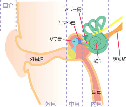 図：耳の構造