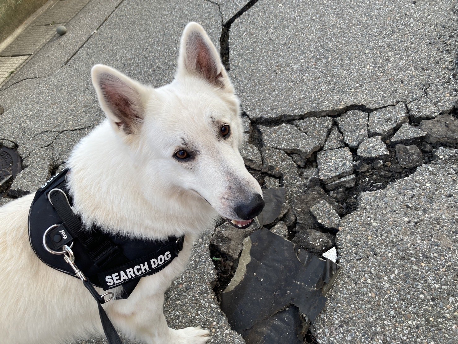 能登半島地震にも出動した「災害救助犬」は、日頃どんな訓練をしているのか?