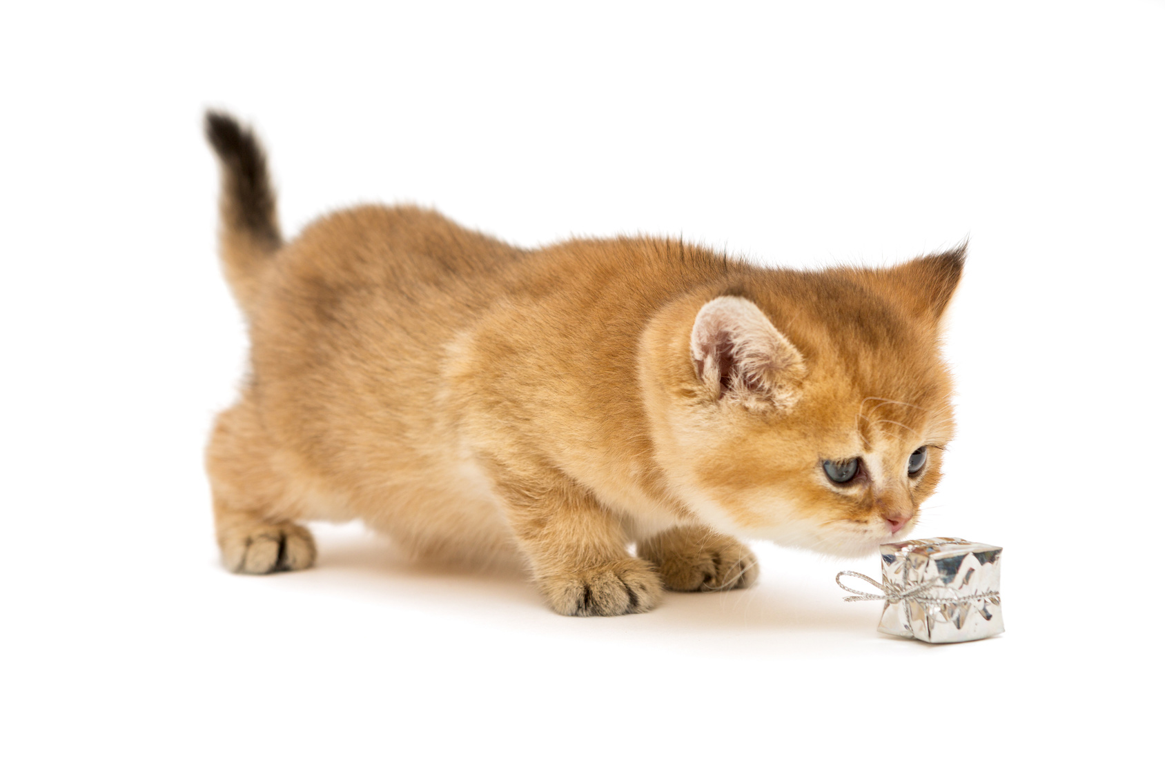 猫は常に○○を使って危険を避ける。あなたもそれを使えば、「しまった！」と後悔することがなくなるはず。全仏ベストセラーの猫本が教える、幸せに生きるヒント