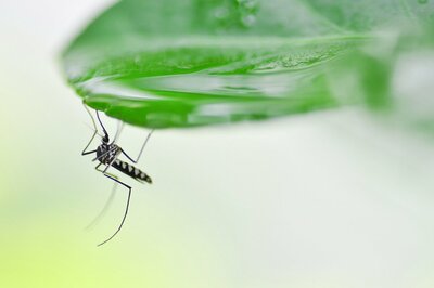 蚊が媒介する「ジカ熱」とは?妊婦はとくに注意、性行為で感染も