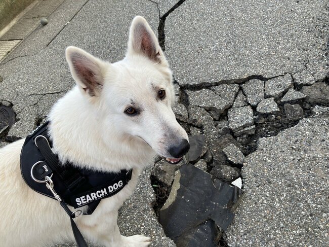 能登半島地震にも出動した「災害救助犬」は、日頃どんな訓練をしているのか？