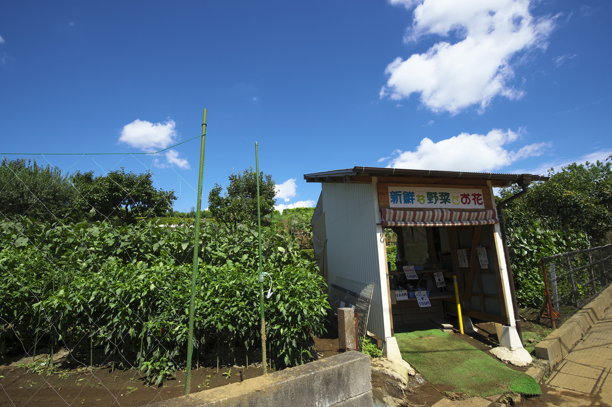 生産緑地の2022年問題で「都市部の地価暴落」は本当か？