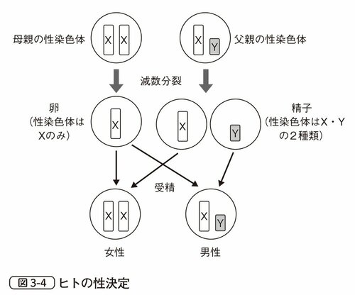 図3-4　ヒトの性決定