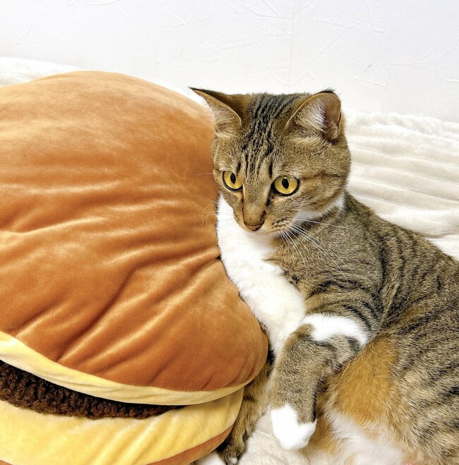 ニトリさん、またやってくれたな!モッチモチの「どらやきクッション」が衝撃的すぎる…!