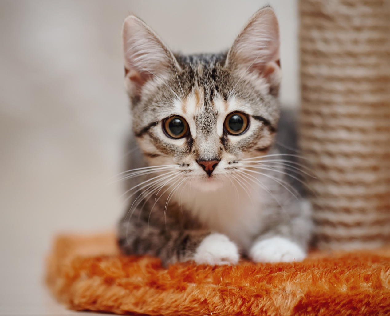 人が「猫の時間」を生きると、何が起こる？全仏ベストセラーの猫本が教える、幸せに生きるヒント