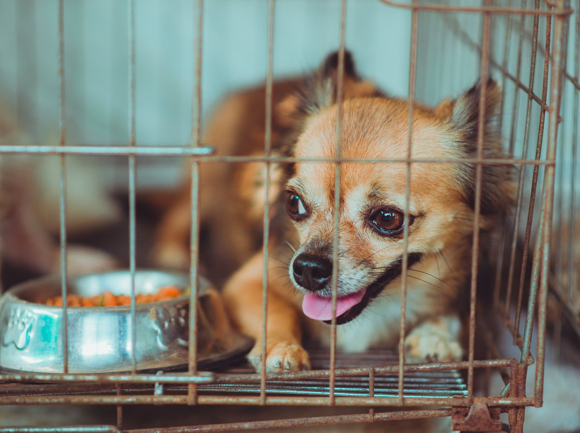 ペットを守るはずの「新ルール」で“繁殖引退犬”の遺棄が増加するジレンマ、日本に欠けた動物福祉の視点