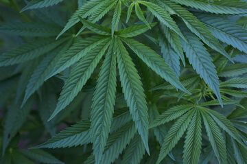 NY州、嗜好用大麻の合法化に近づく　州議会が合意・採決へ