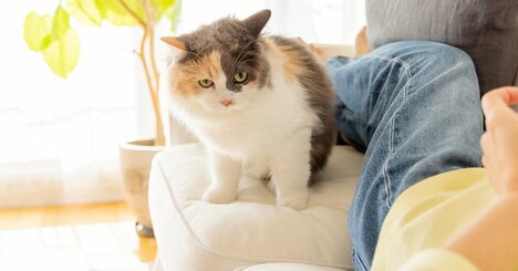 なぜ猫は人間に媚びないのか？DNA解析が明かした「ツンデレ性格」の意外な理由