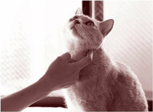 「なぜかネコにモテる人」が無意識にやっていること【獣医が解説】