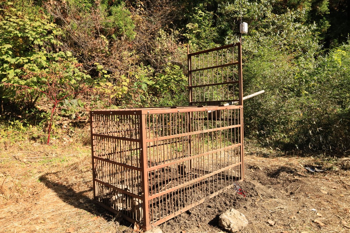 高柳さんの住む集落の山際に仕掛けられた箱罠