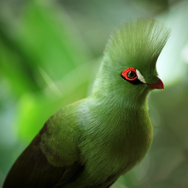 世界のユニークな鳥たち選 極彩色 飛べない 擬態する 地球の歩き方ニュース レポート ダイヤモンド オンライン