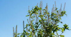 秋の花粉症対策を怠るな！花粉症薬「保険適用外」論議も見過ごせない