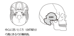 ねたみをおさえると鼻水・背中の痛みに