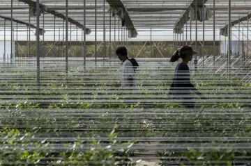中国でブルーベリー市場開拓の米企業、栽培ノウハウ奪われる