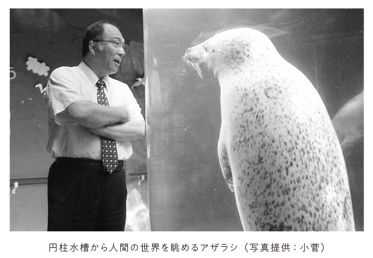 円柱水槽から人間の世界を眺めるアザラシ