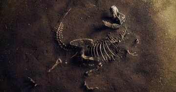 恐竜の時代が終わりを迎えた頃、植物の世界に起きた「静かな革命」とは?