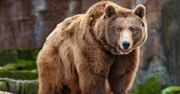 インドでは「クマよりずっと危険」…年間2万人を死に至らしめる“日本にもいる動物”の名前