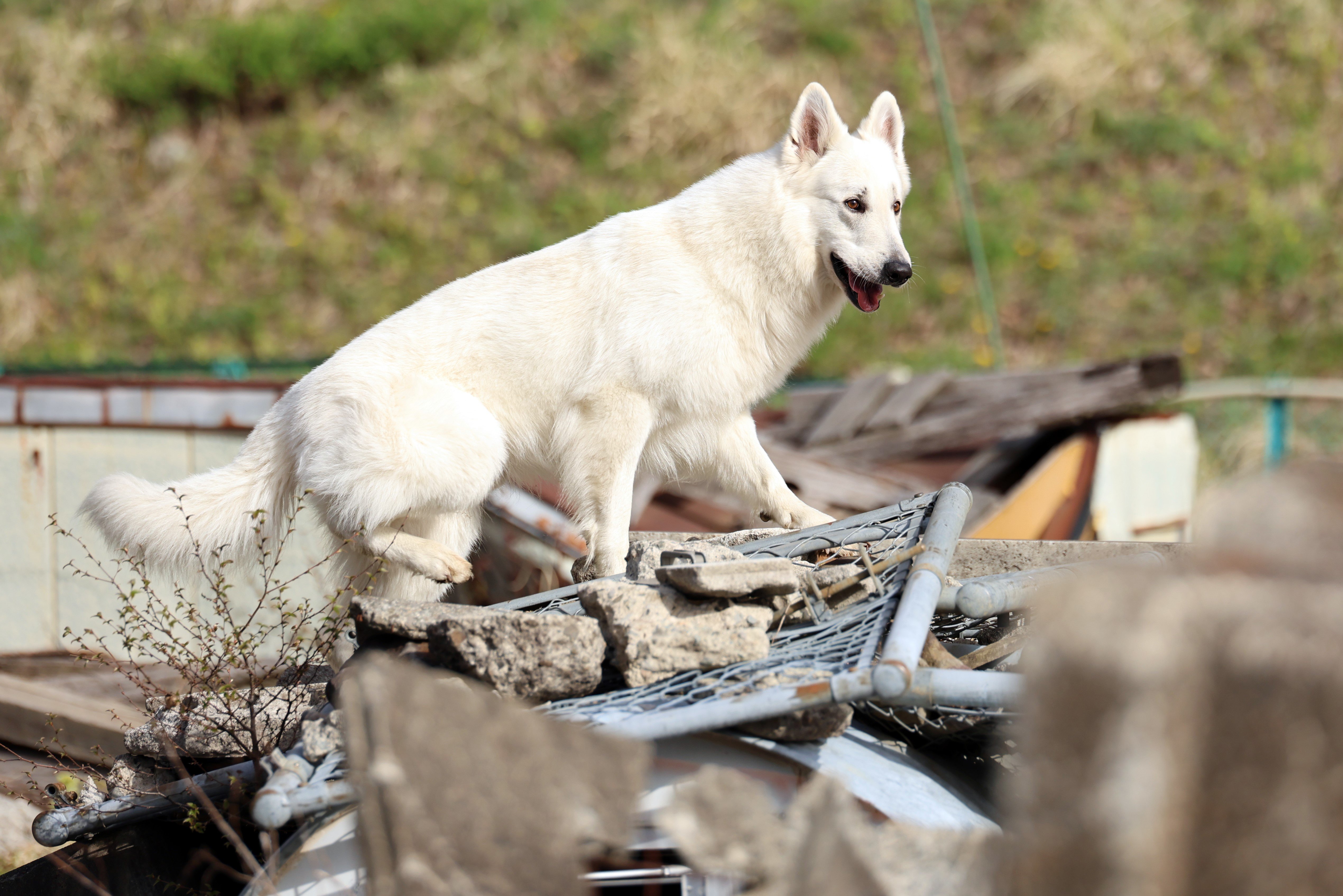 能登半島地震にも出動した「災害救助犬」は、日頃どんな訓練をしているのか?