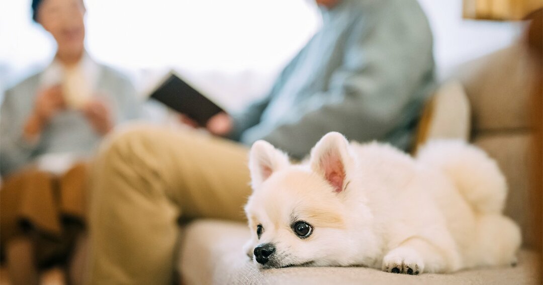 大地震時にペットを守るため 飼い主が絶対に行うべき 7つの備え とは 3 11から10年 の今を生きる ダイヤモンド オンライン