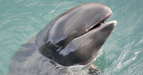 クジラやイルカが「海岸で大量死」する、あまりに切ない理由